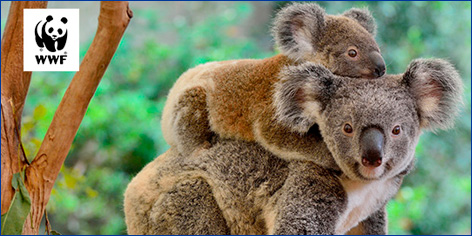 WWF Koalas Forever
