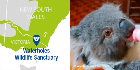 Waterholes Sanctuary Nugget Koala