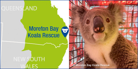 Moreton Bay Koala Rescue