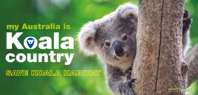 My Australia is Koala Country