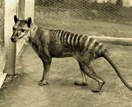 Face The Challenge Competition - Save Australia's Endangered Species